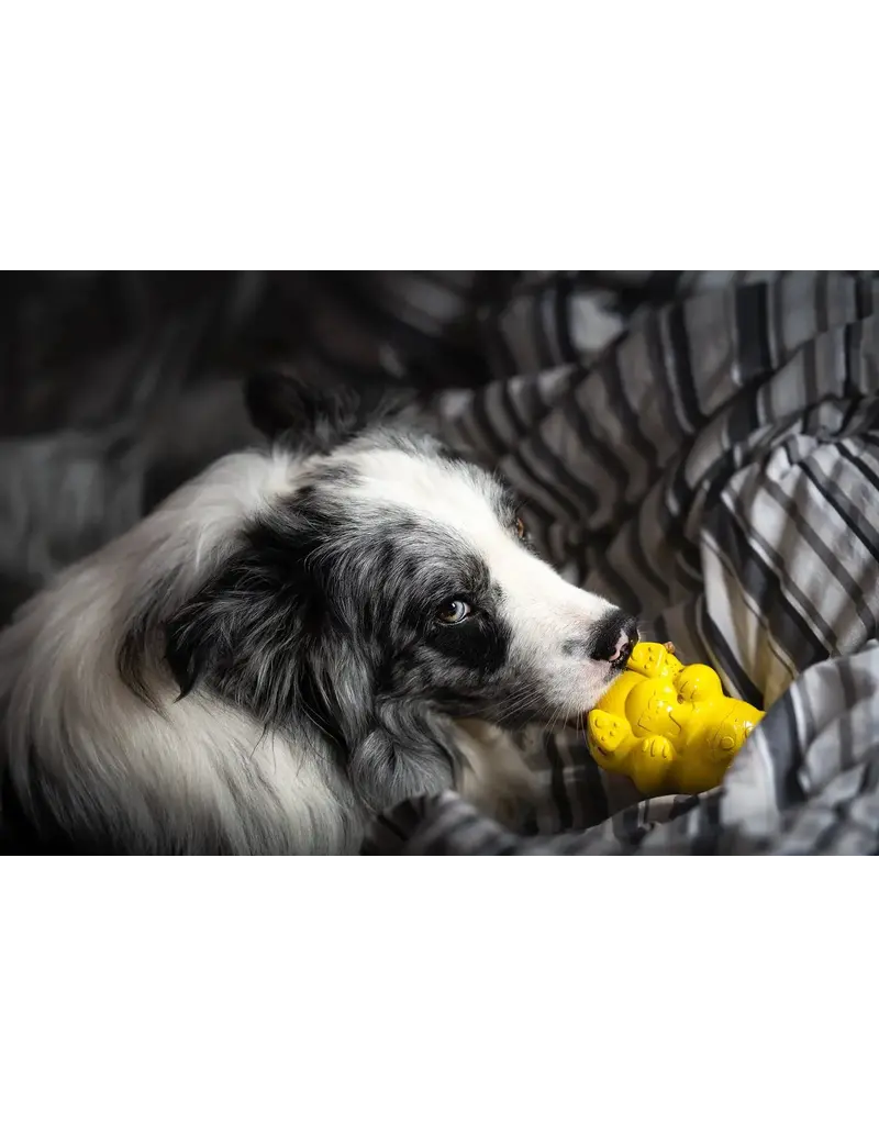 Soda Pup SodaPup ours à miel jouets distributeur