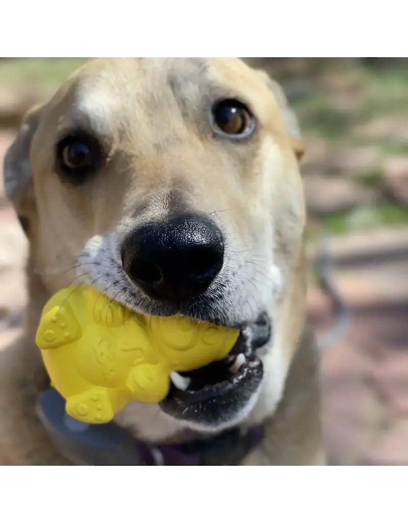 Soda Pup SodaPup ours à miel jouets distributeur