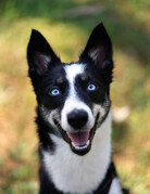 ANOUK (adulte)