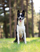 ANOUK (adulte)