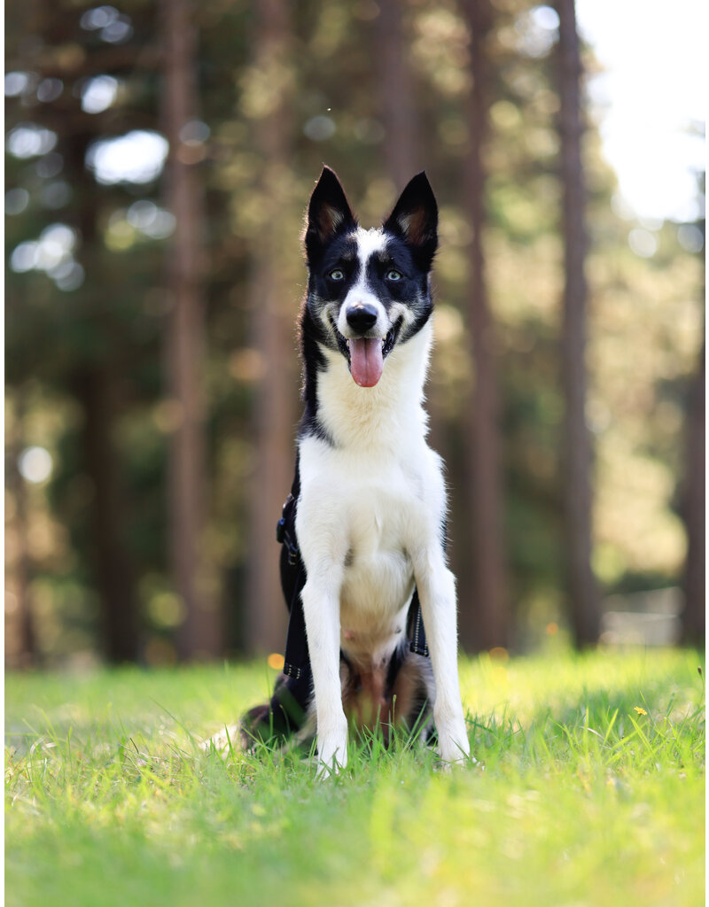 ANOUK (adulte)