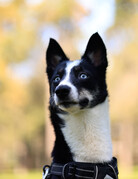 ANOUK (adulte)