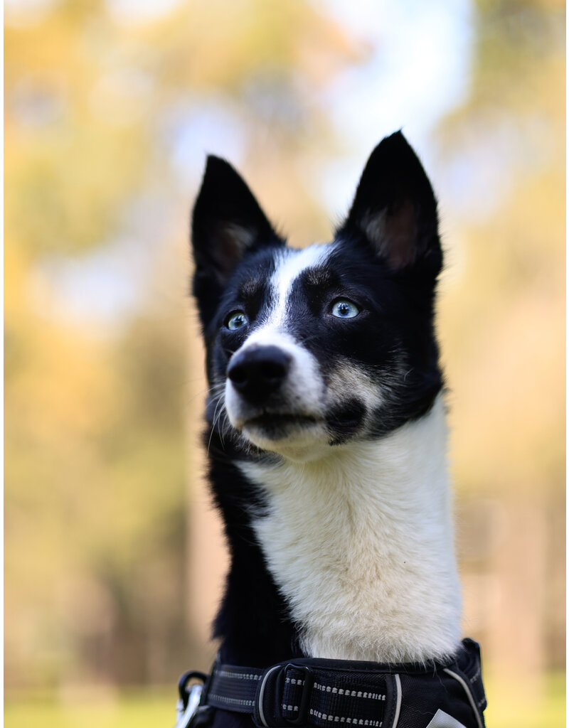 ANOUK (adulte)