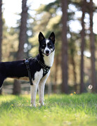 ANOUK (adulte)
