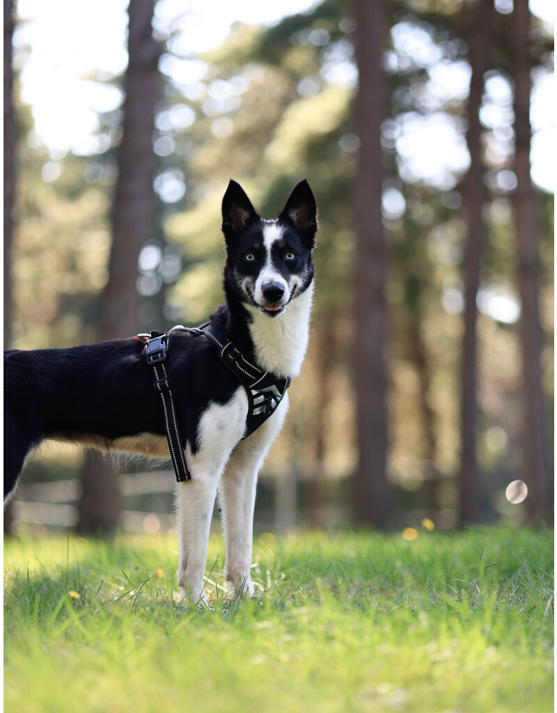ANOUK (adulte)