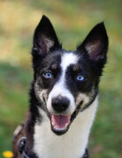 ANOUK (adulte)