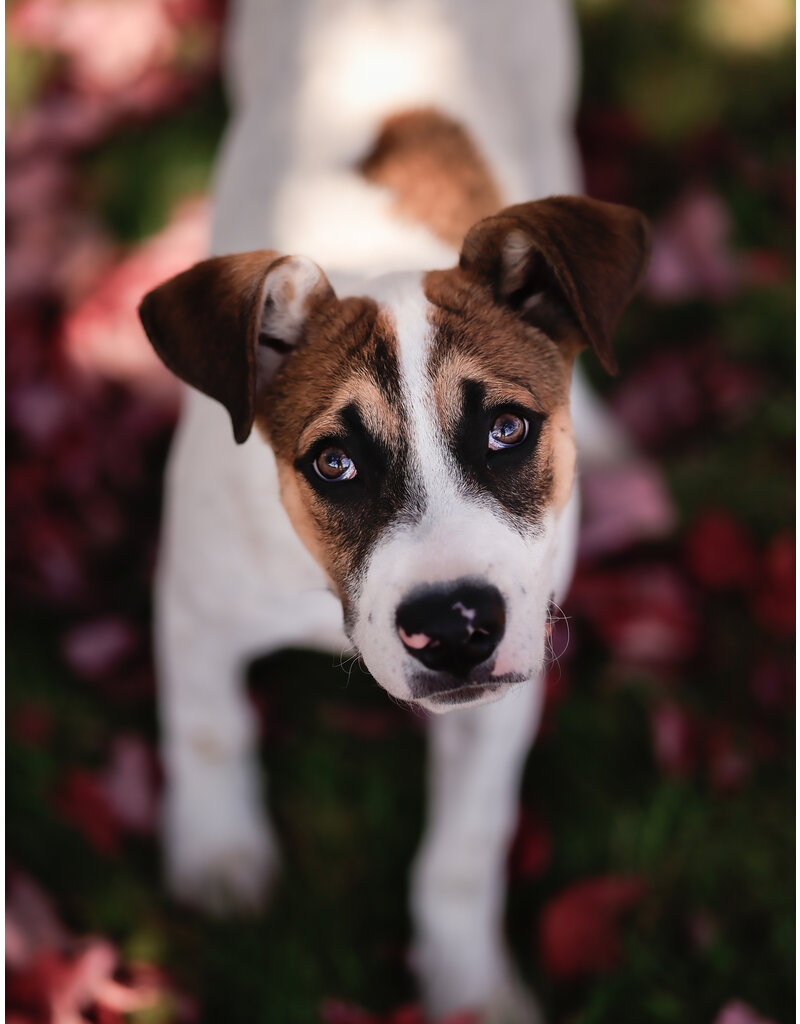 CHARLIE