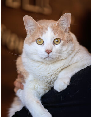 LEO