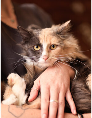 FRAISINETTE
