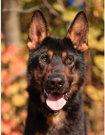 REX (berger allemand)