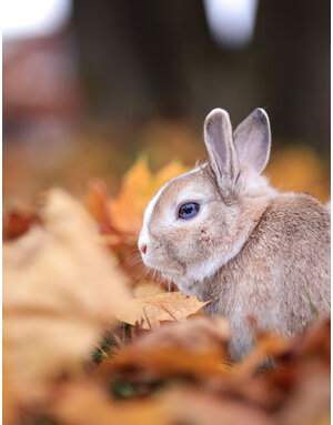 MOUF