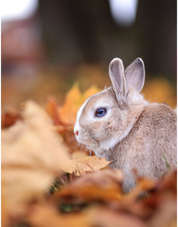 MOUF