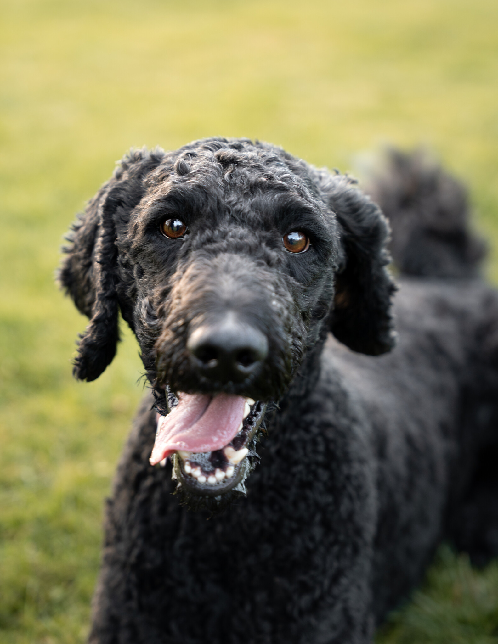 LILYROSE - Domaine Animal, image size:1582x2047