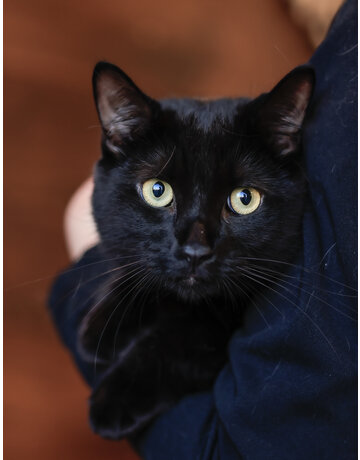 MILO