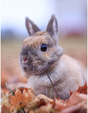 CHOU-FLEUR