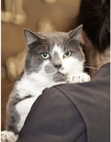 MONSIEUR GRIS