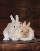 LIMETTE & POMETTE (F)