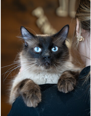 ZAZOU