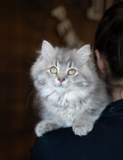 ALBERTINE