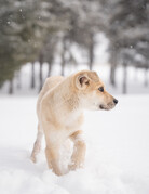 SEBASTIEN