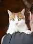 LUCKY (chat)