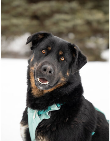 KODA