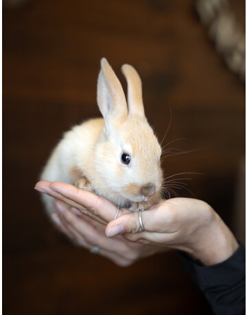 PETA
