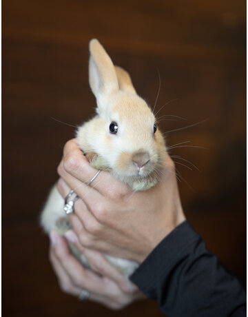 ARSÈNE LAPIN