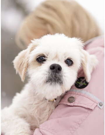 DAISY
