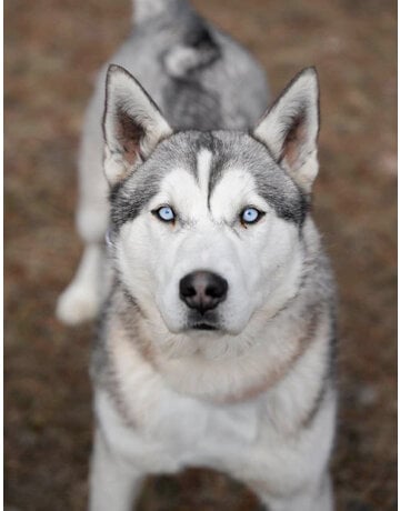 EIRA