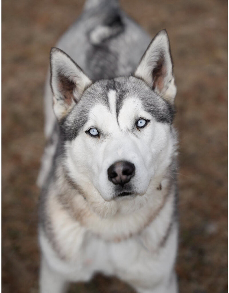 EIRA