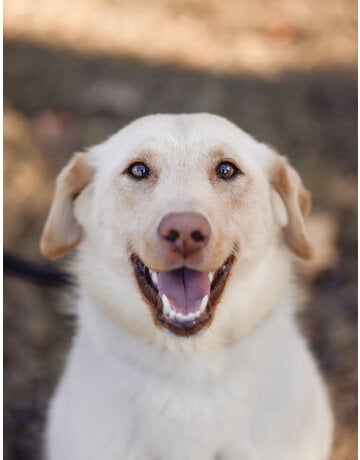 HAZEL
