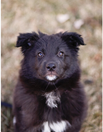 MAGGIE