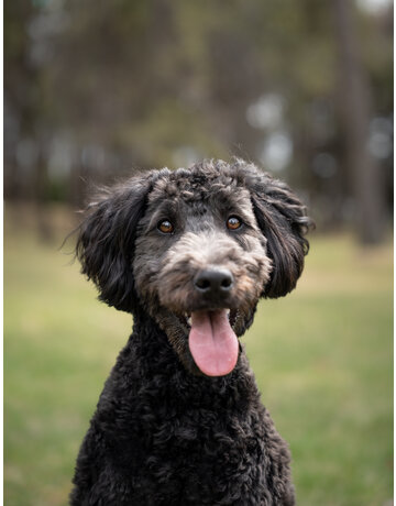 LOUNA (caniche)