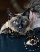 MAURICE