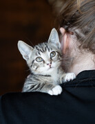 PLUME (CHATON)