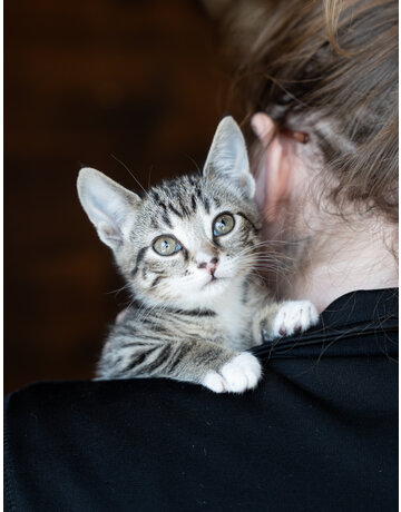 PLUME (CHATON)
