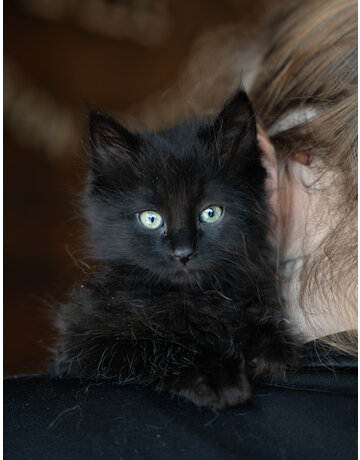 COCOTTE