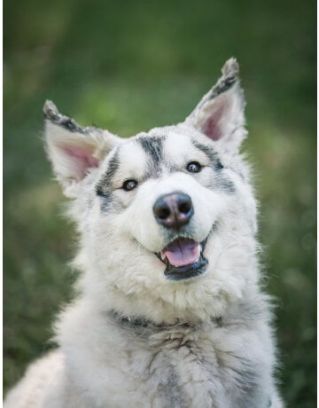 KIBA