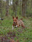 BAMBI