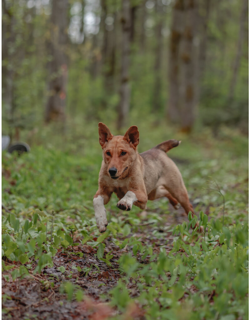 BAMBI