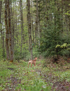 BAMBI