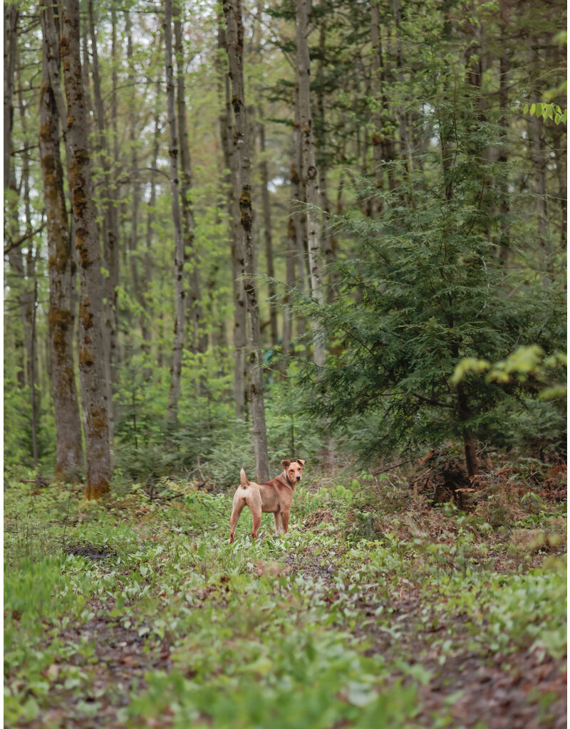 BAMBI