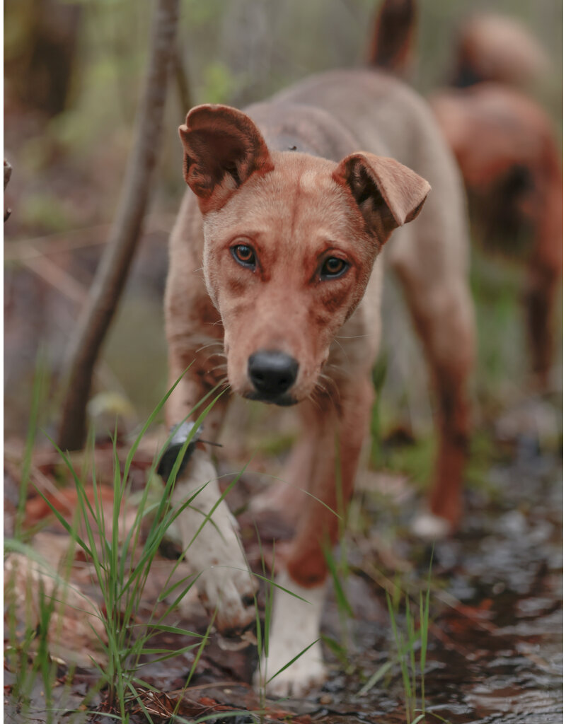 BAMBI