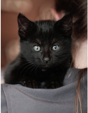 PALOMA