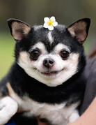 LOLITA