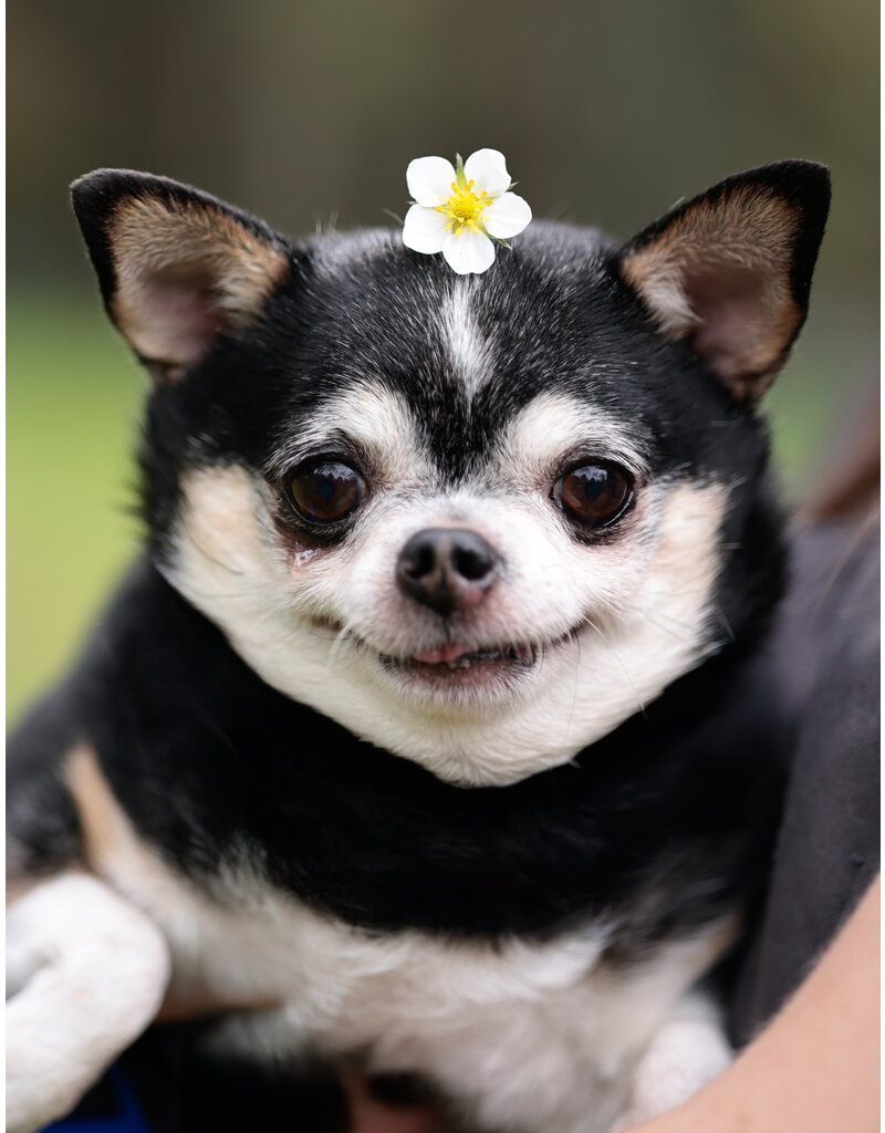 LOLITA