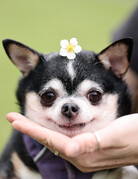 LOLITA