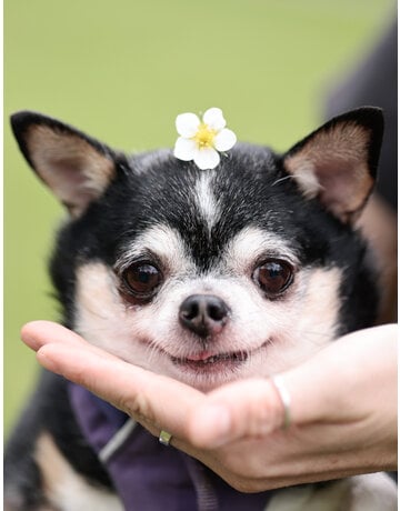 LOLITA