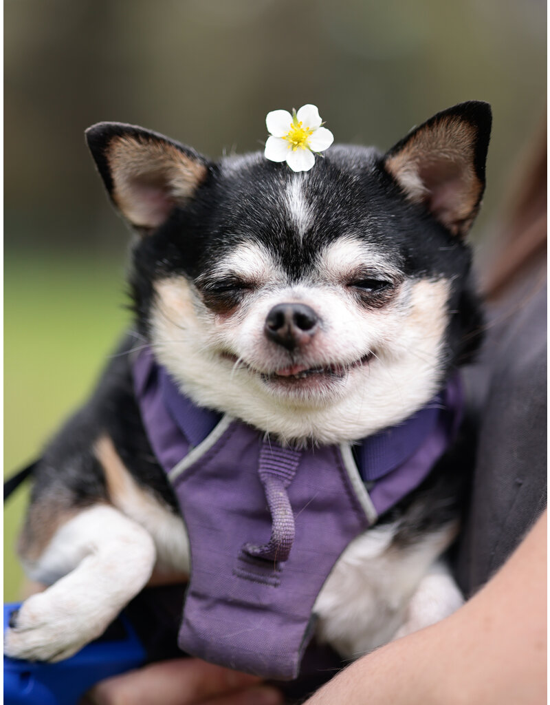 LOLITA